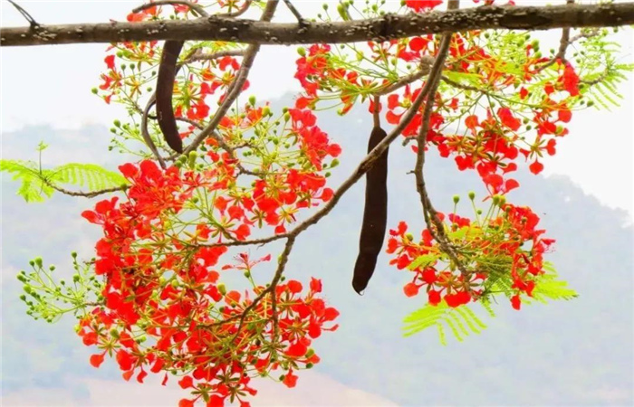 怒江旅游 鳳凰花開紅似火，峽谷賞花正當(dāng)時